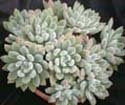 Echeveria hybrid 'Doris Taylor'