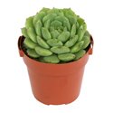 Echeveria hybrid 'Dondo'