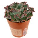 Echeveria hybrid 'Blue Curls'