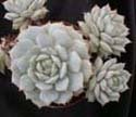 Echeveria derenbergii