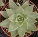 Echeveria agavoides