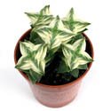 Crassula perforata variegata