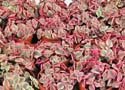 Crassula marginalis rubra variegata