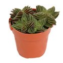 Crassula caput minima