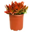 Crassula capitella 'Campfire'
