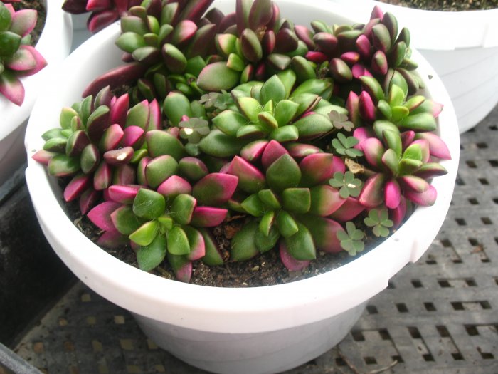 Anacampseros rufescens