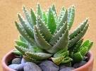 Aloe brevifolia