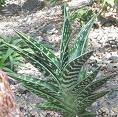 Aloe variegata "Partridge Breast Aloe"