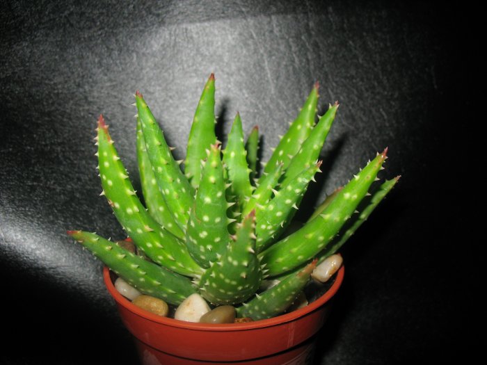 Aloe hybrid 'Crosby's Prolific'