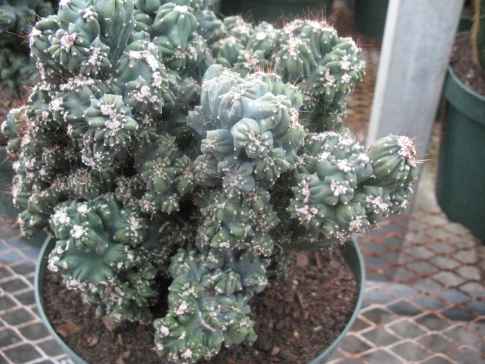 Cereus forbesii monstrose 'Ming Thing'