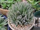 Aloe haworthioides