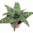 Aloe harlana AKA Mosaic Aloe