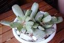 Adromischus bolusii