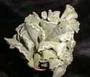 Adromischus cristatus