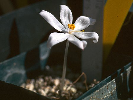 GETHYLLIS LINEARIS