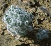 GETHYLLIS VILLOSA