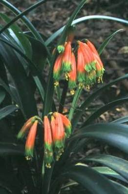 CLIVIA GARDENII