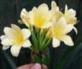 CLIVIA MINIATA VAR CITRINA – YELLOW
