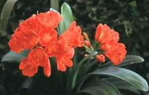 CLIVIA MINIATA
