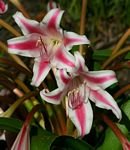 CRINUM DELAGOENSE