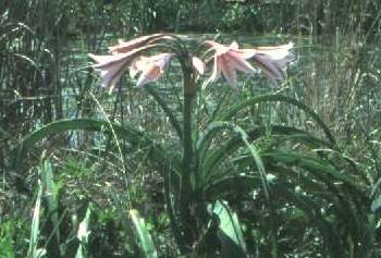 CRINUM BULBISPERMUM