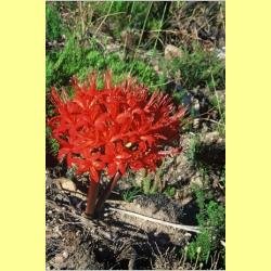 BRUNSVIGIA MARGINATA