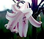 CRINUM LINEARE