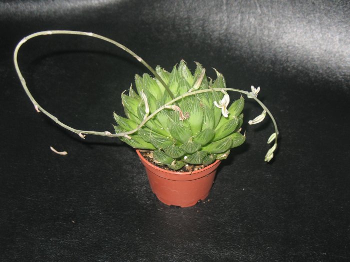 Haworthia cymbiformis