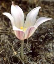Gethyllis Afra Vanrhynsdorp flowering size