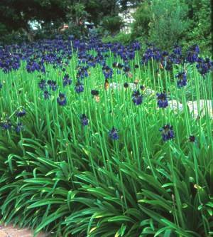 AGAPANTHUS INAPERTUS SUBSP PENDULOUS