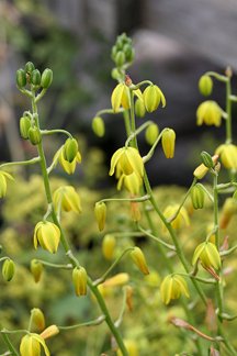 ALBUCA SHAWII