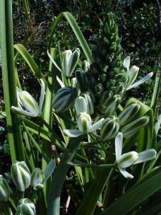 ALBUCA NELSONII
