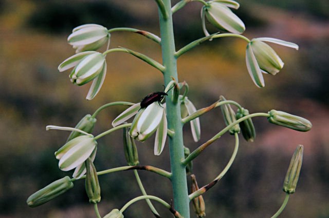 ALBUCA ALTISSIMA