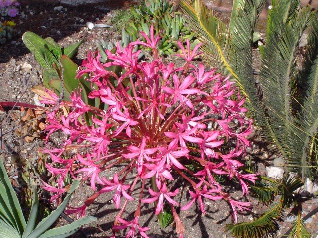 BRUNSVIGIA GREGARIA