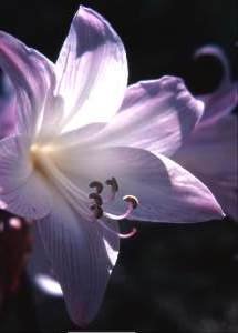 AMARYLLIS BELLADONNA DWARF VARIETY