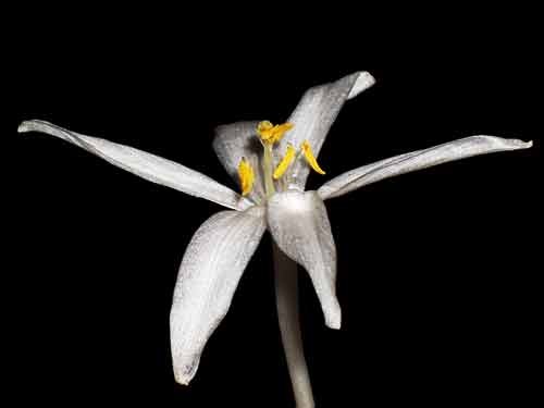 Gethyllis verticillata