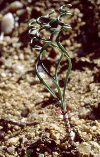 Gethyllis Verticcillata