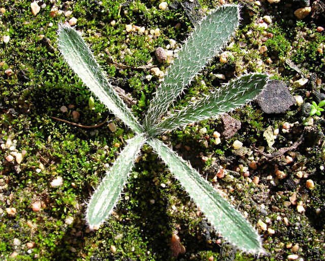 GETHYLLIS BARKERAE