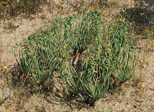 Gethyllis britteniana