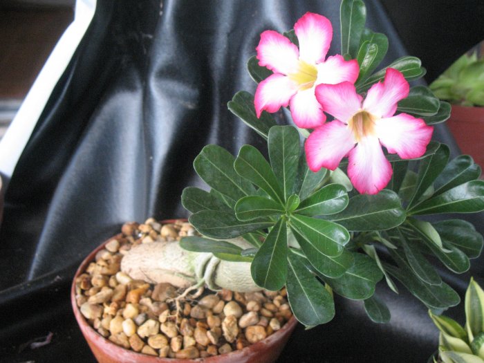 Adenium Obesum