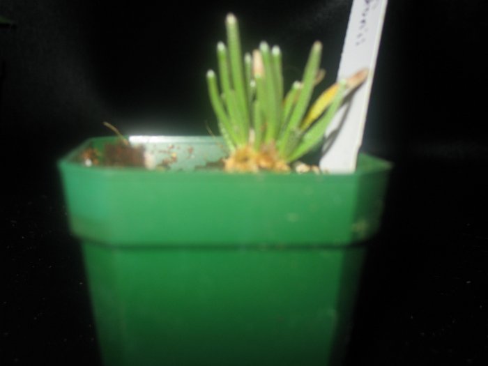 Avonia Quinaria