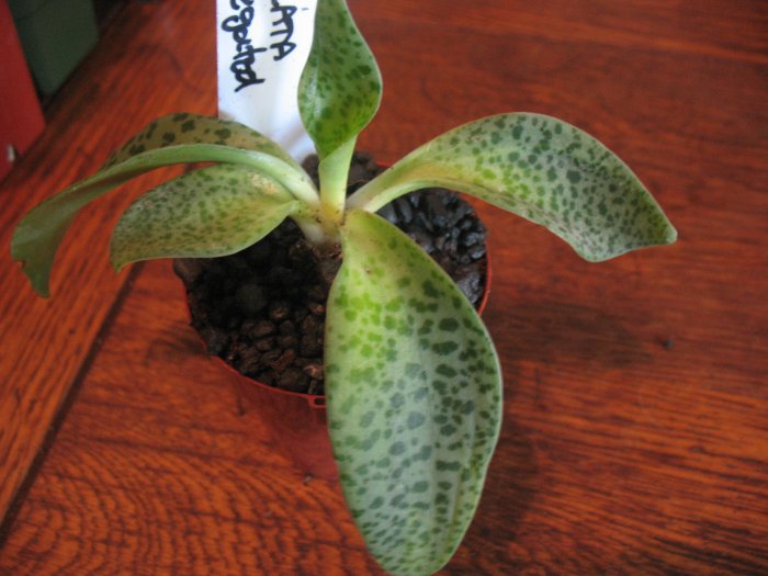 Drima Maculata Variegated