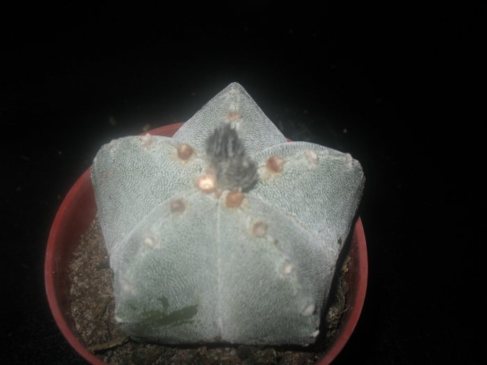 Astrophytum Myriostigma Bishop's Cap