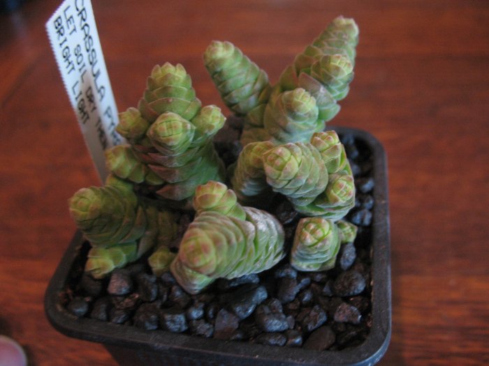 Crassula Columella