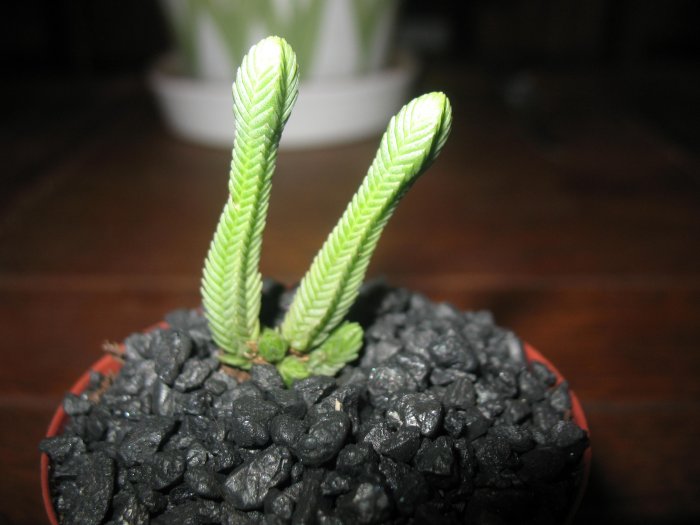 Crassula Pyramidialis