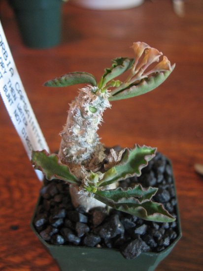 Euphorbia Capsaintmariensis