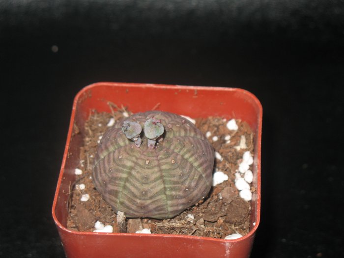 Euphorbia Symmetrica