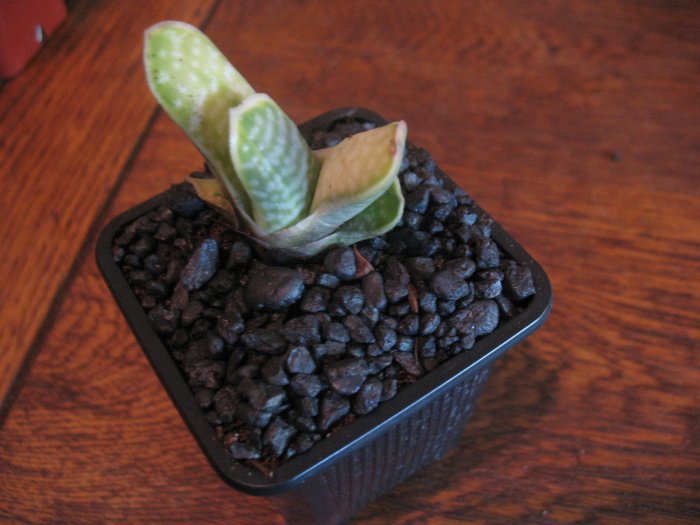 Gasteria Mamorata Variegated