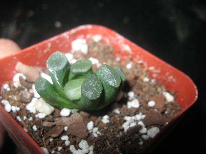 Haworthia Maughanii