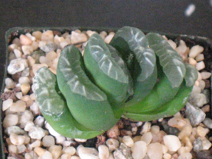 HAWORTHIA TRUNCATA